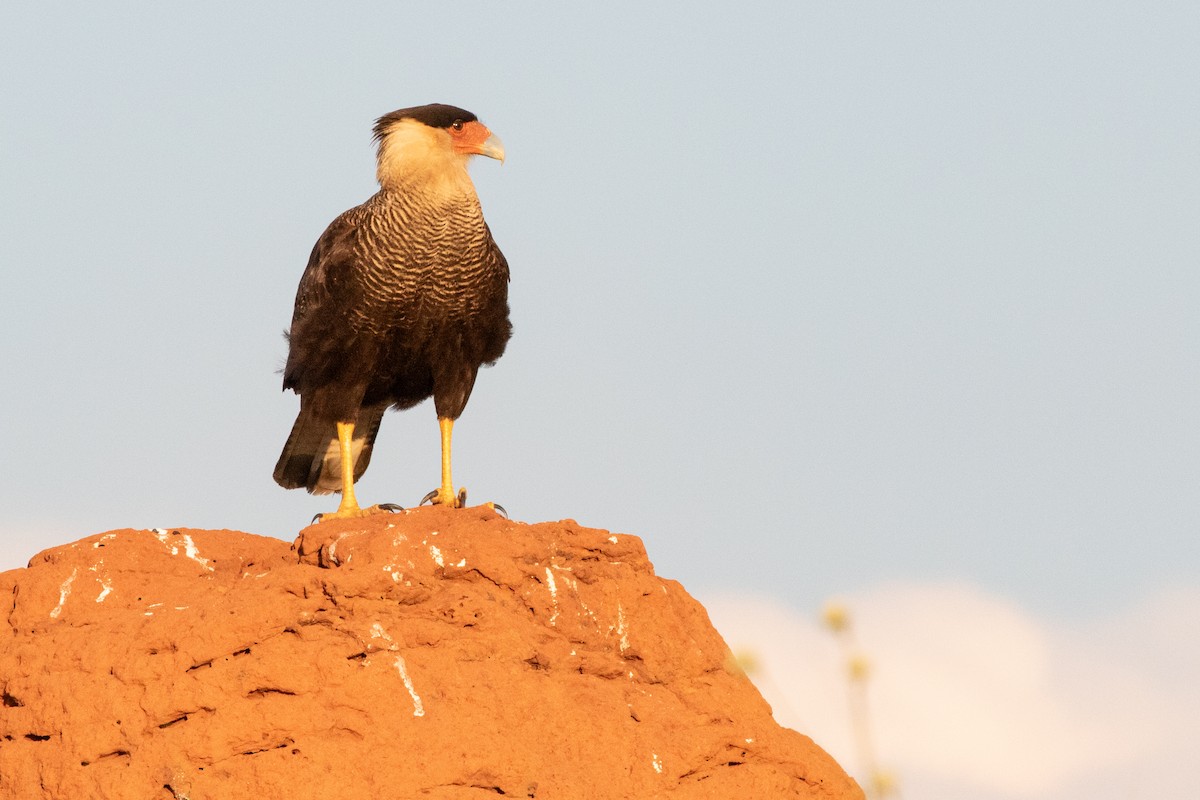 Crested Caracara (Southern) - ML544384211
