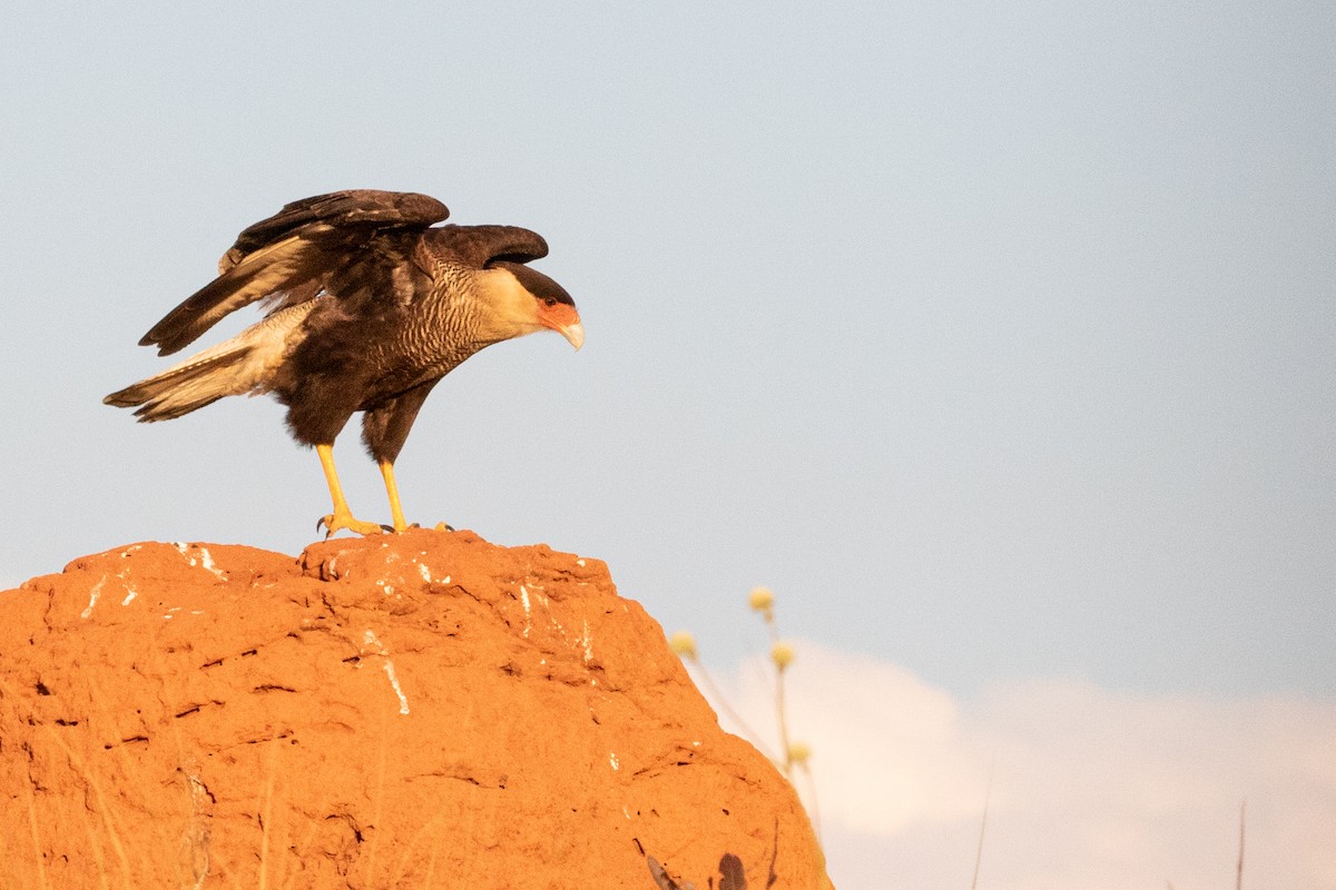 Crested Caracara (Southern) - ML544384271