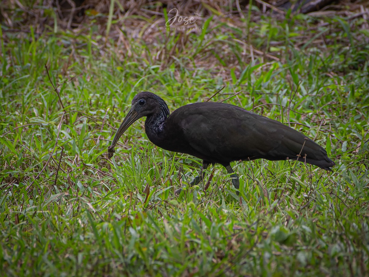 ibis zelený - ML544384601