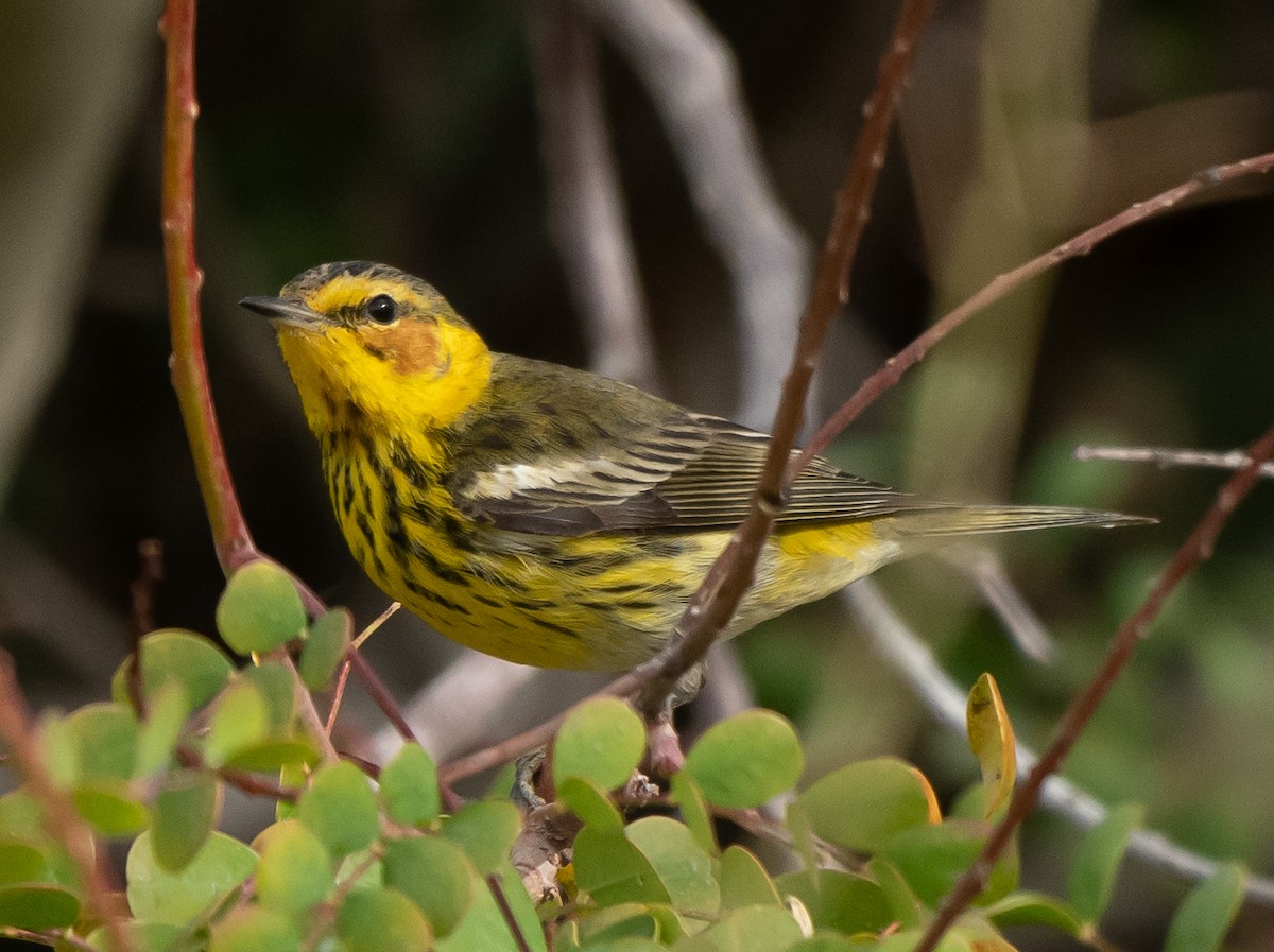 Cape May Warbler - ML544384761