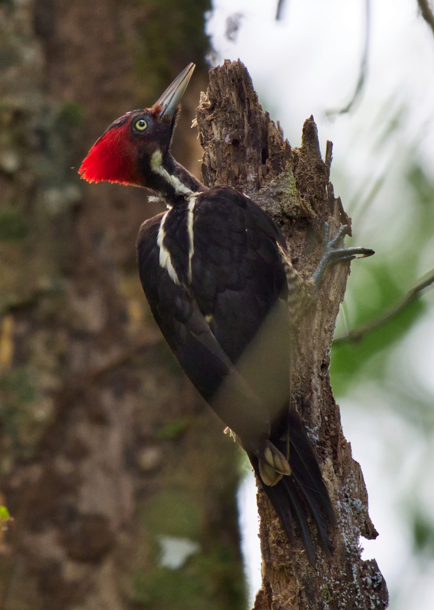 Pale-billed Woodpecker - ML544384861