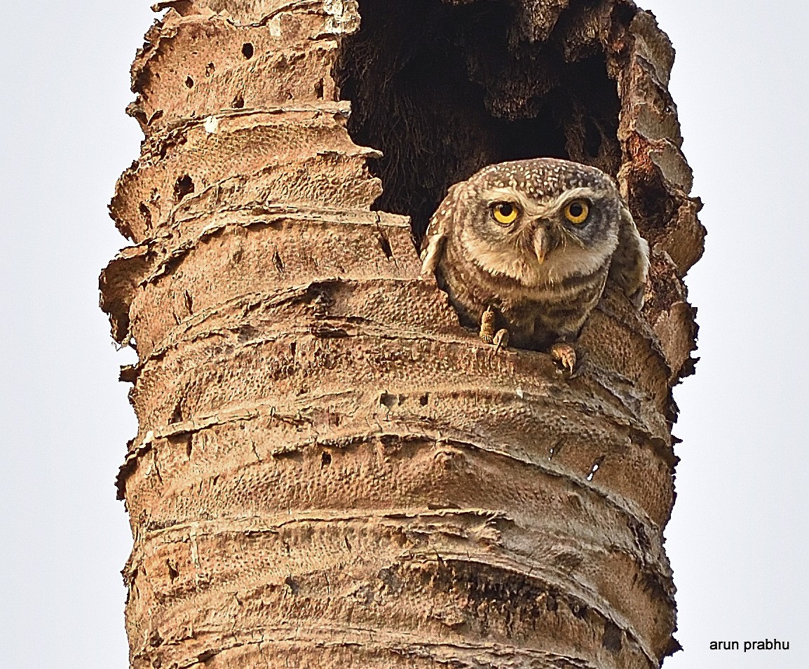 Spotted Owlet - Arun Prabhu