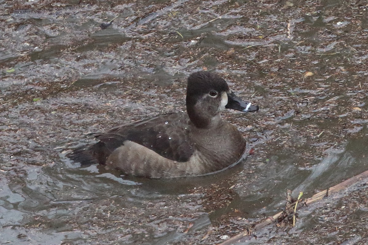 Ring-necked Duck - ML544391291