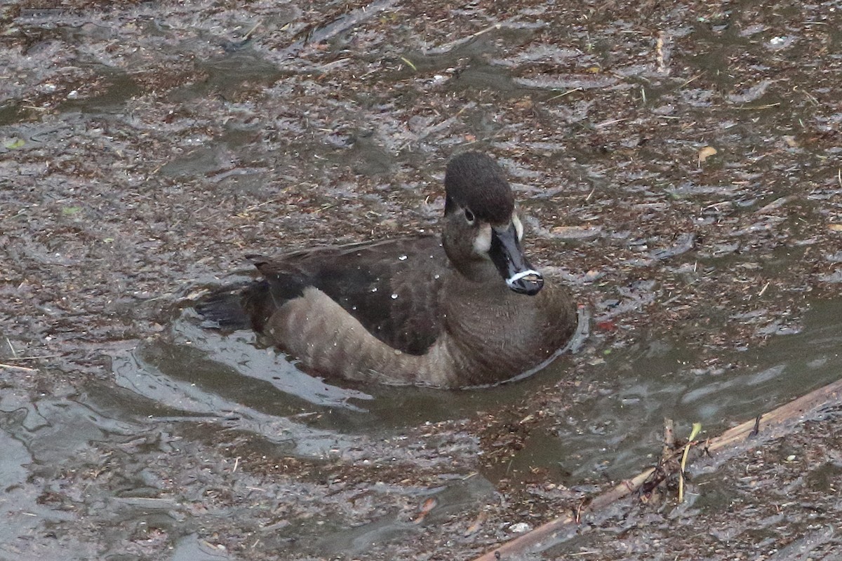 Ring-necked Duck - ML544391481