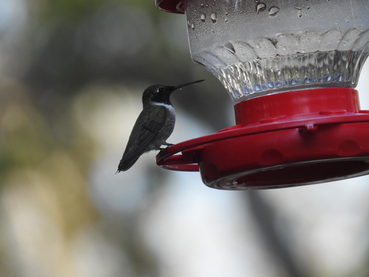 Black-chinned Hummingbird - ML544394511