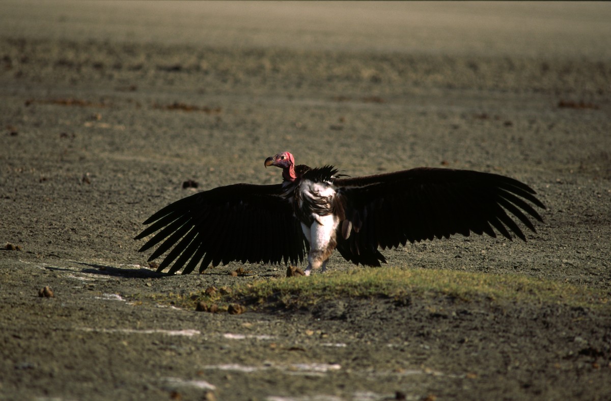 Lappet-faced Vulture - ML544396011