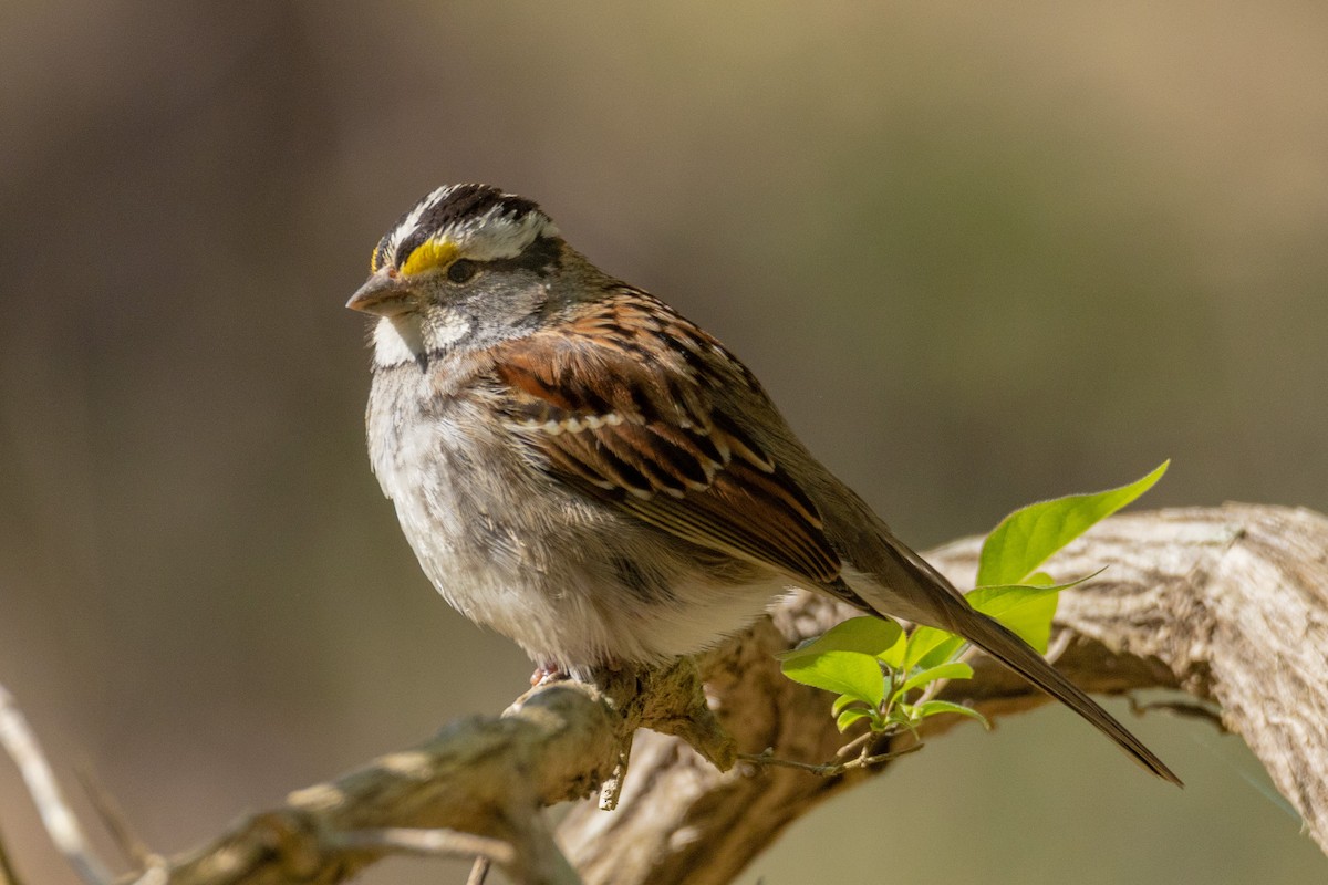 White-throated Sparrow - ML544397901