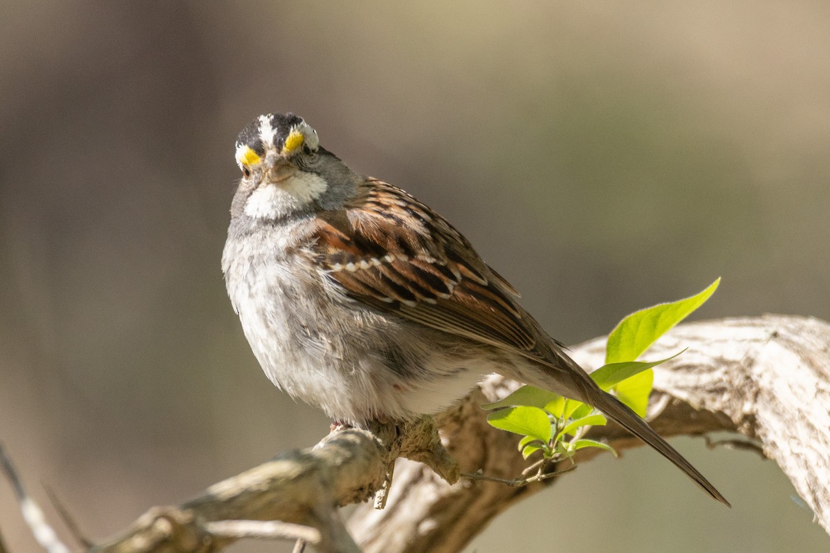 White-throated Sparrow - ML544397911