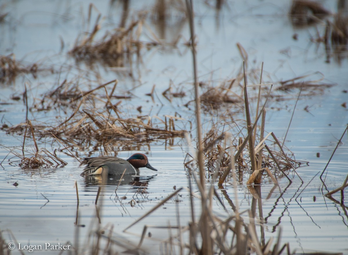 Green-winged Teal - ML54439971
