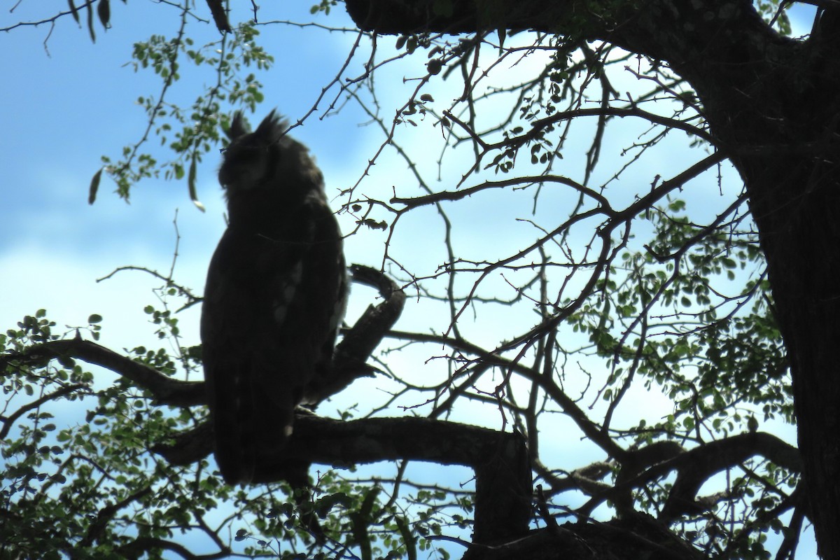 Verreaux's Eagle-Owl - Patsy & Tom Inglet