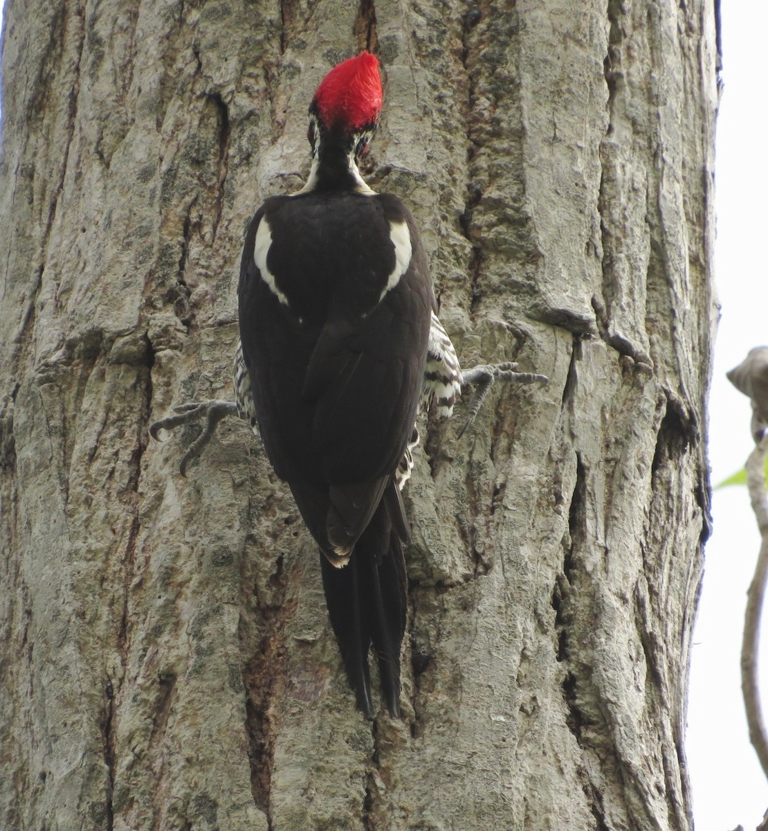 Lineated Woodpecker - ML544401351