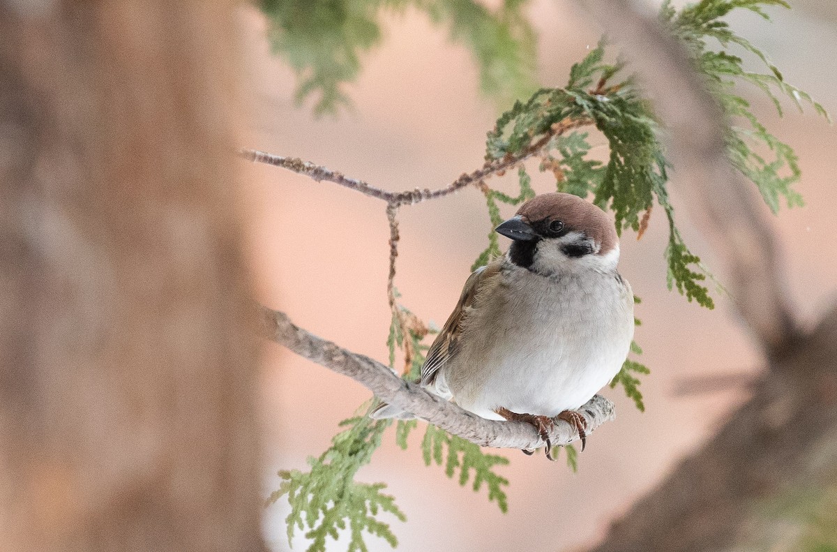 Eurasian Tree Sparrow - ML544408241