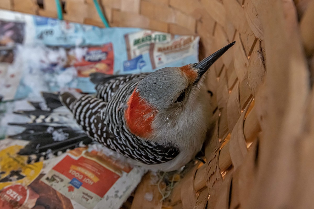 Red-bellied Woodpecker - ML544412611