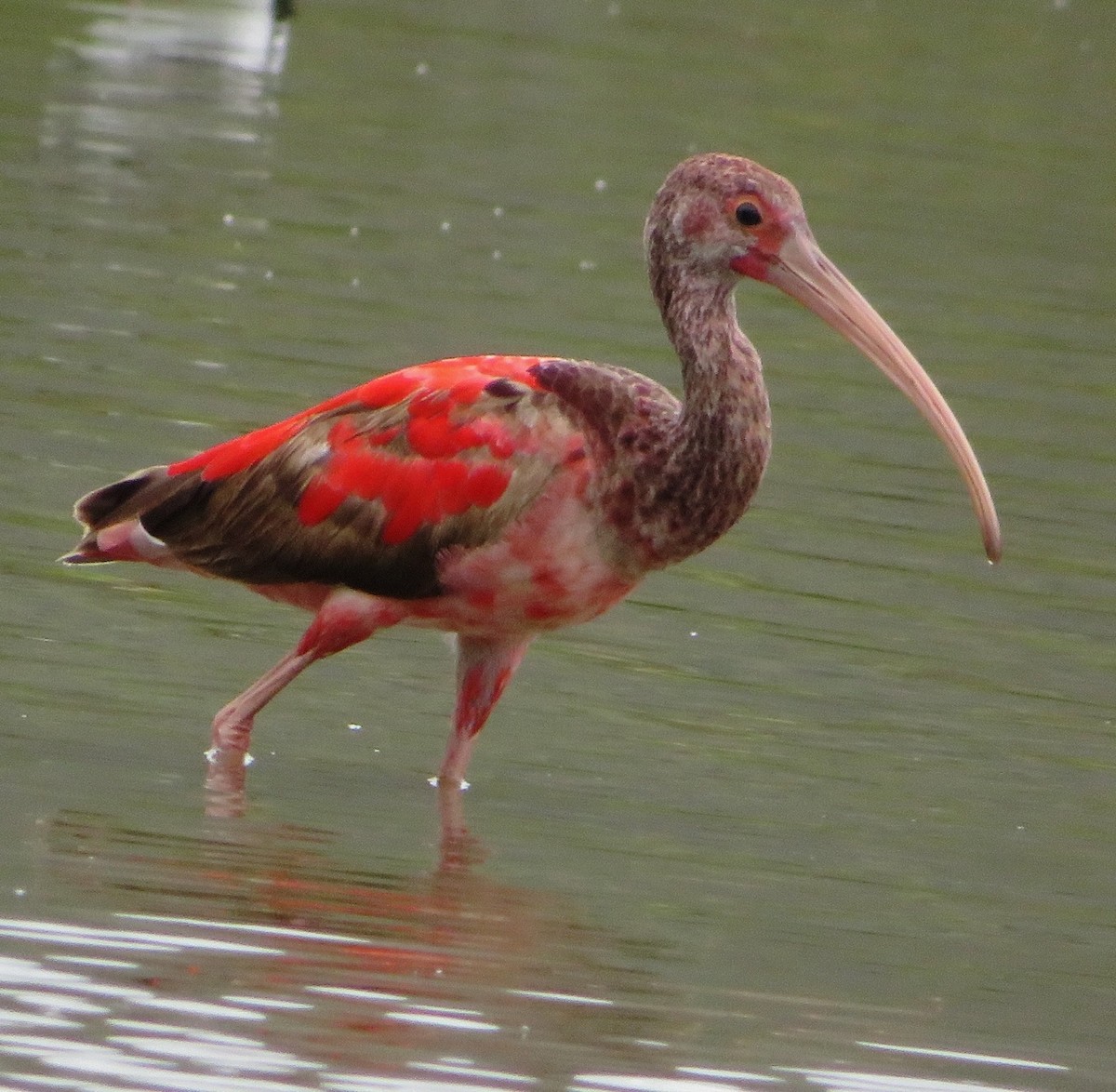 Scarlet Ibis - Alfredo Correa