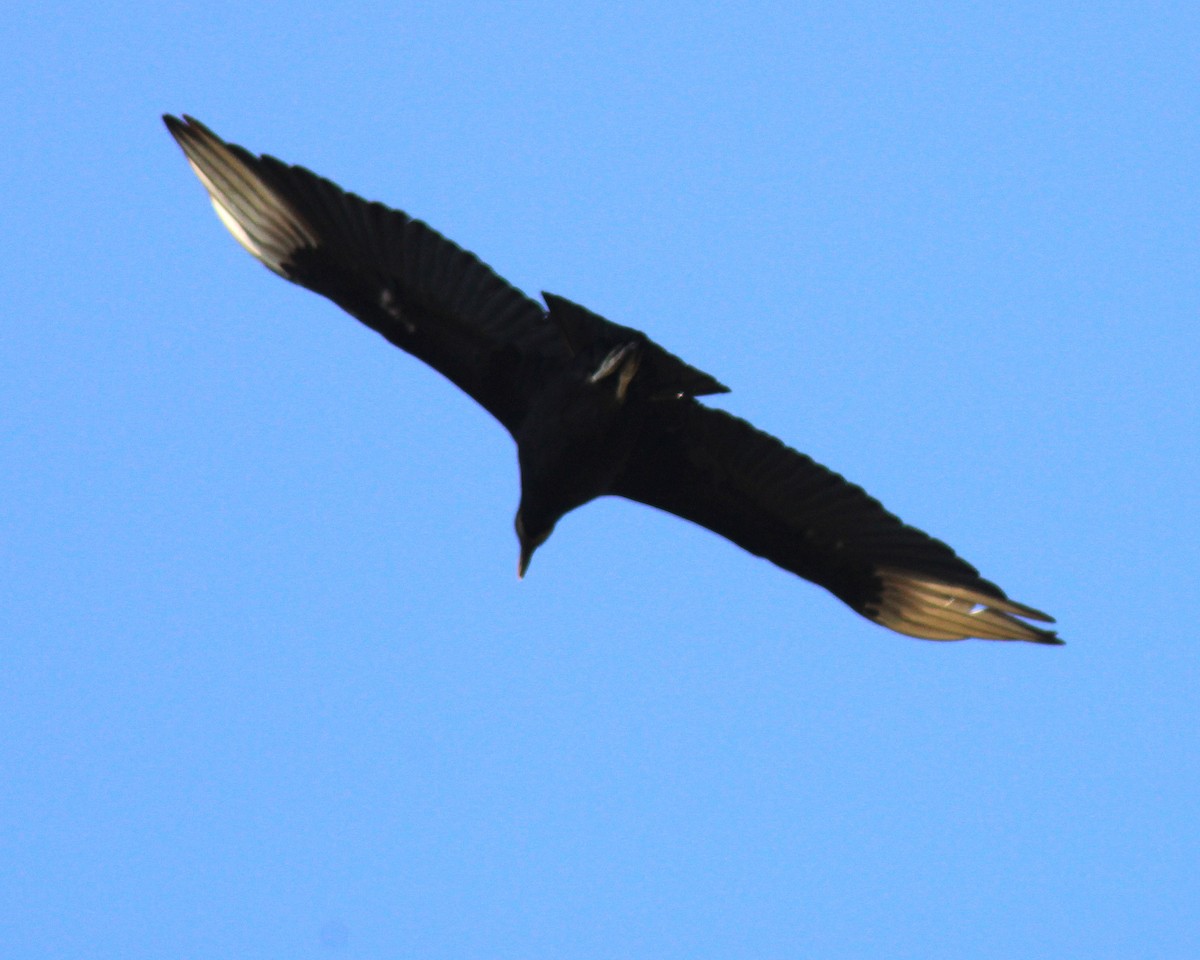 Black Vulture - ML544413771