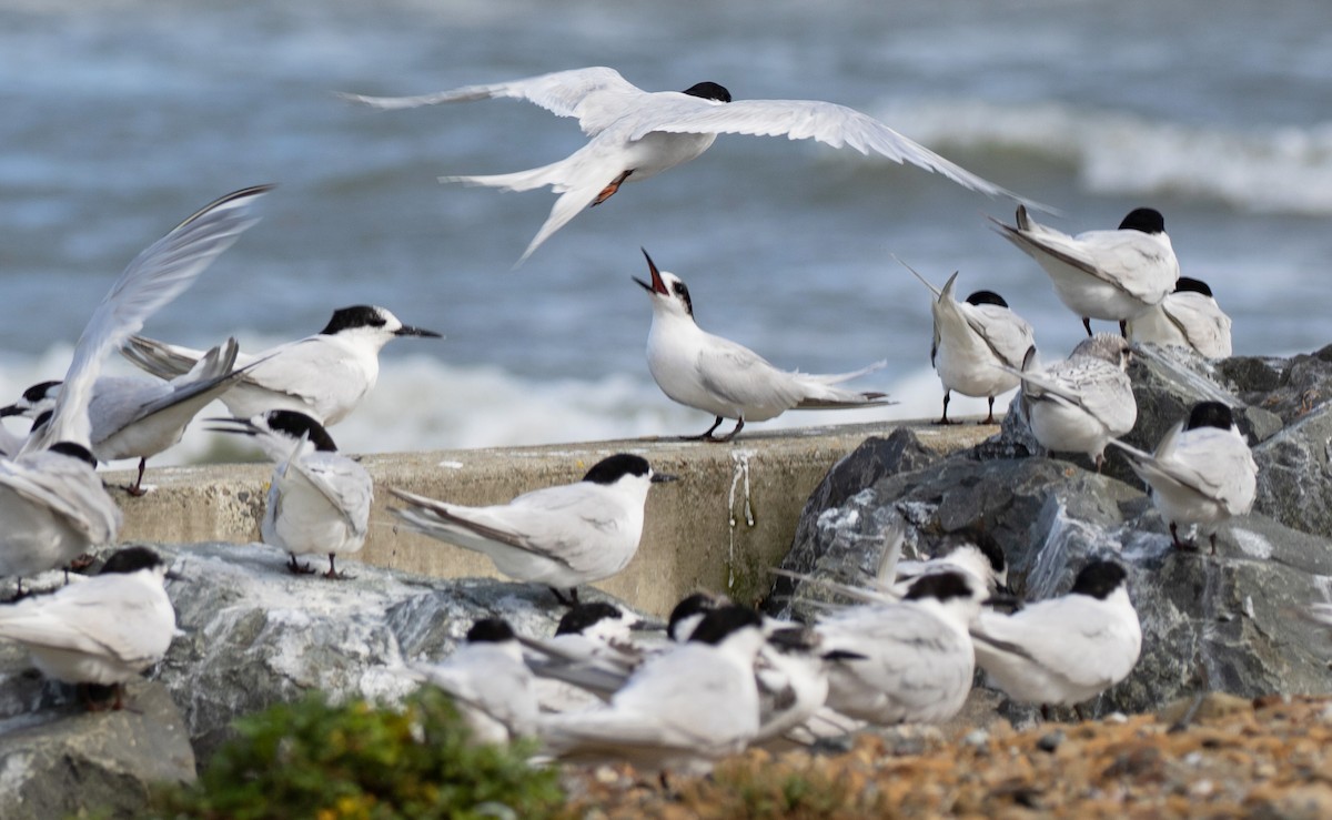 White-fronted Tern - ML544414161