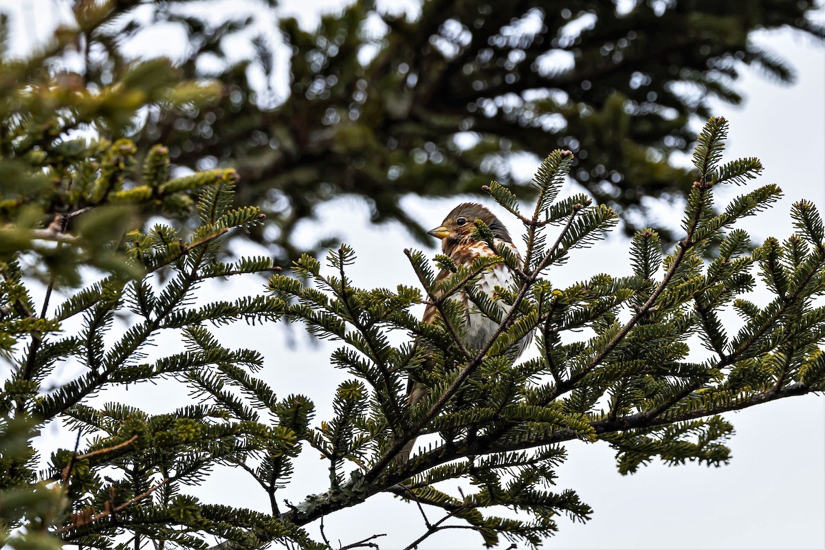 Fox Sparrow - Nova Scotia Bird Records