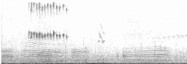 Karaca Sinklot (antarcticus) - ML544419831