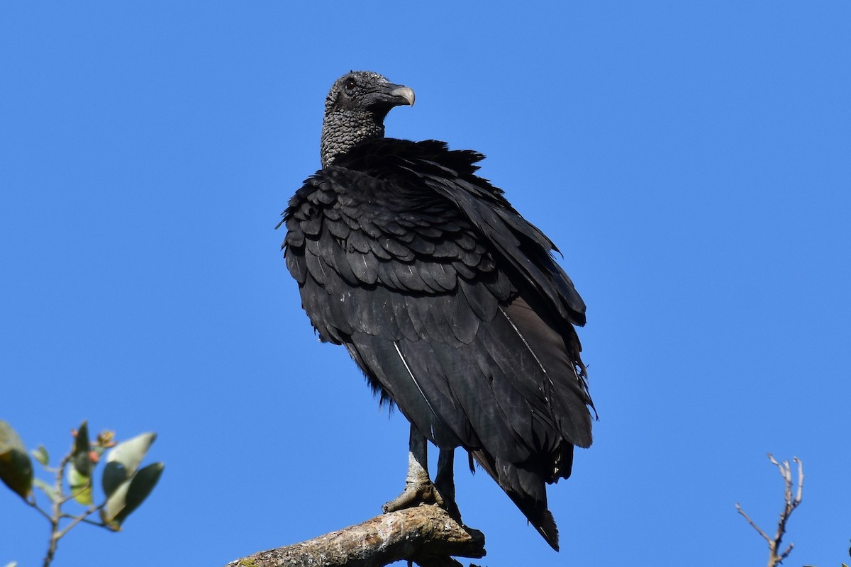 Black Vulture - Francois Cloutier