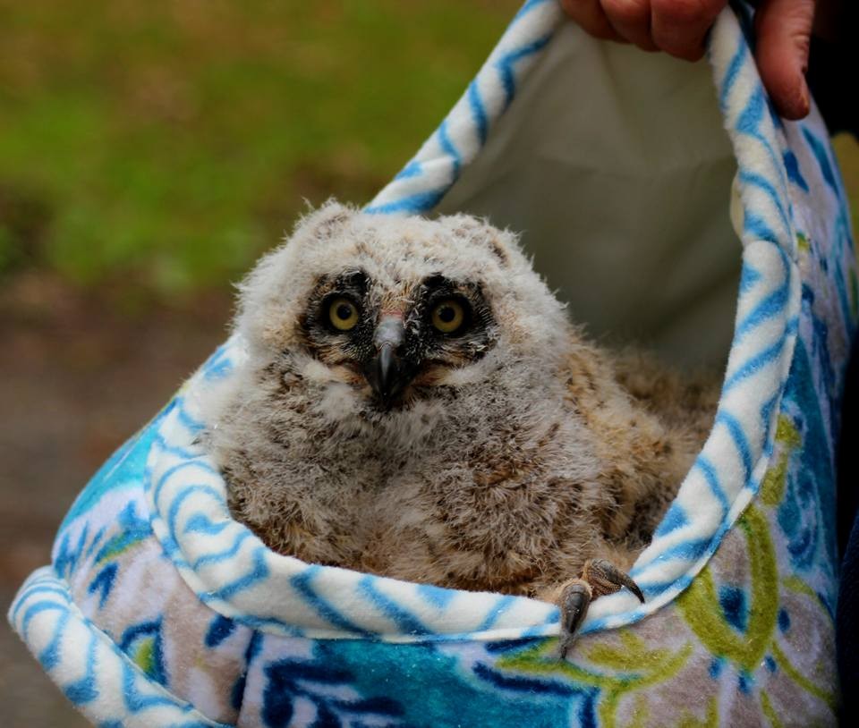 Great Horned Owl - ML54442391