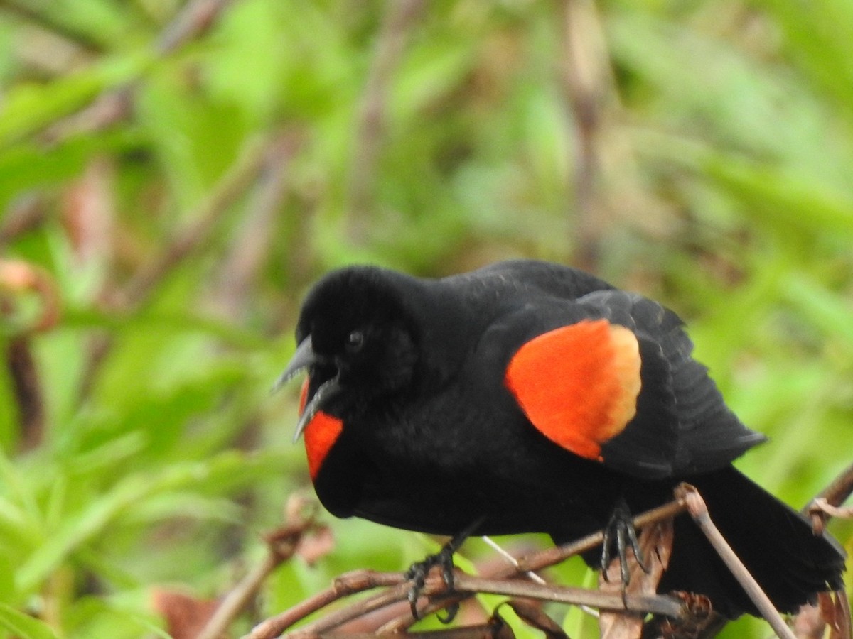 Red-winged Blackbird - ML544427181