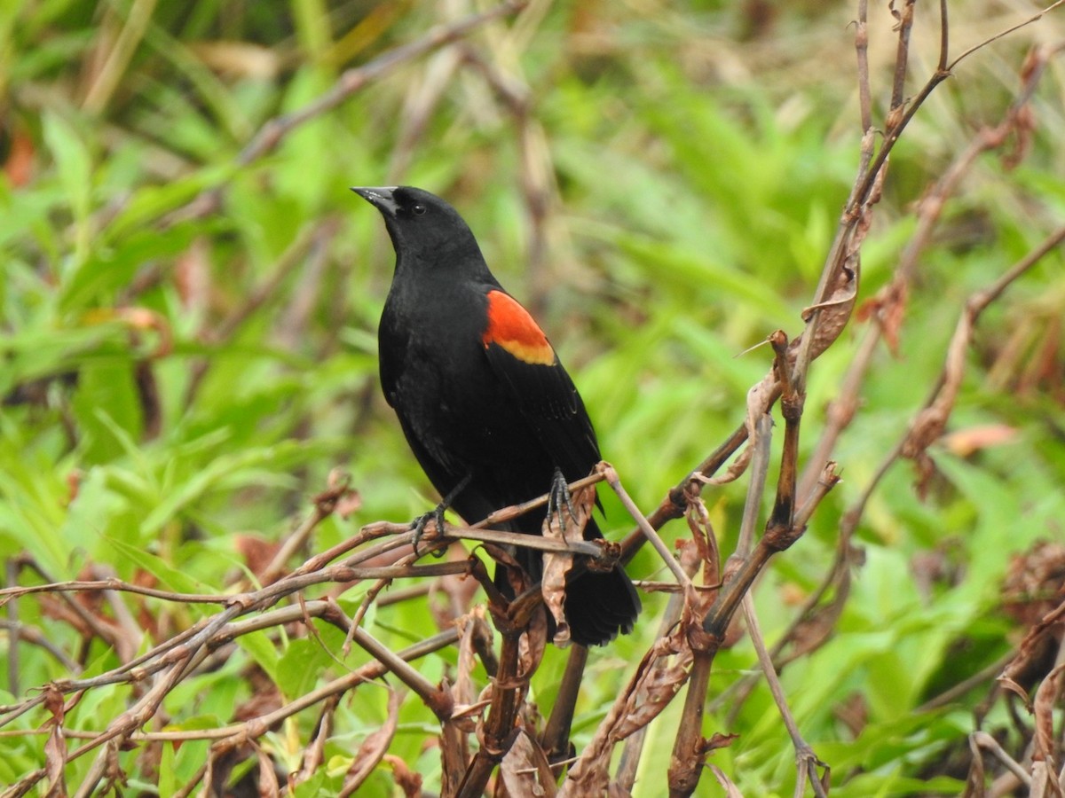 Red-winged Blackbird - ML544427191