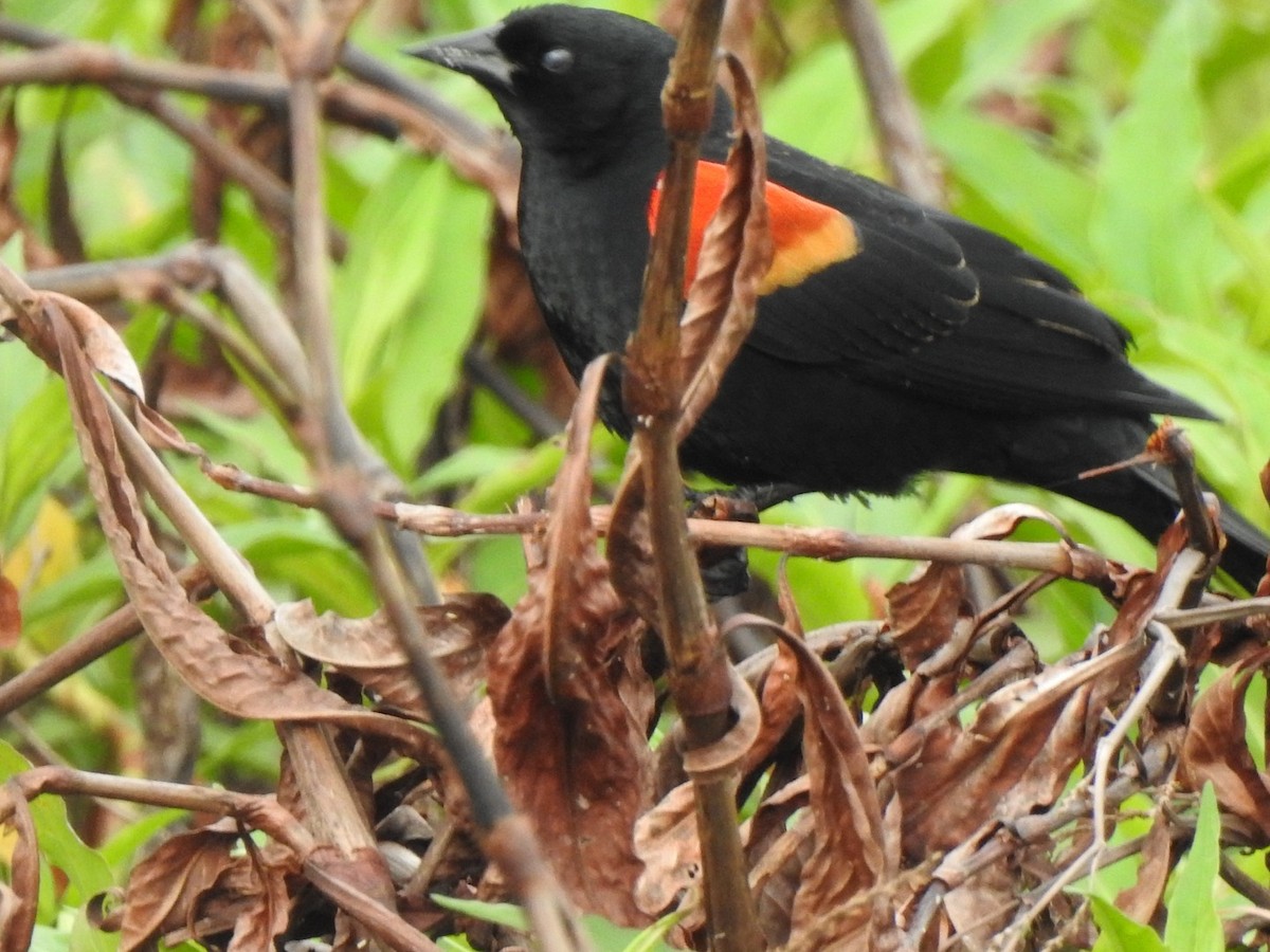 Red-winged Blackbird - ML544427201