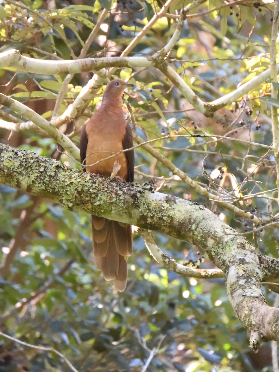 Brown Cuckoo-Dove - ML544428931