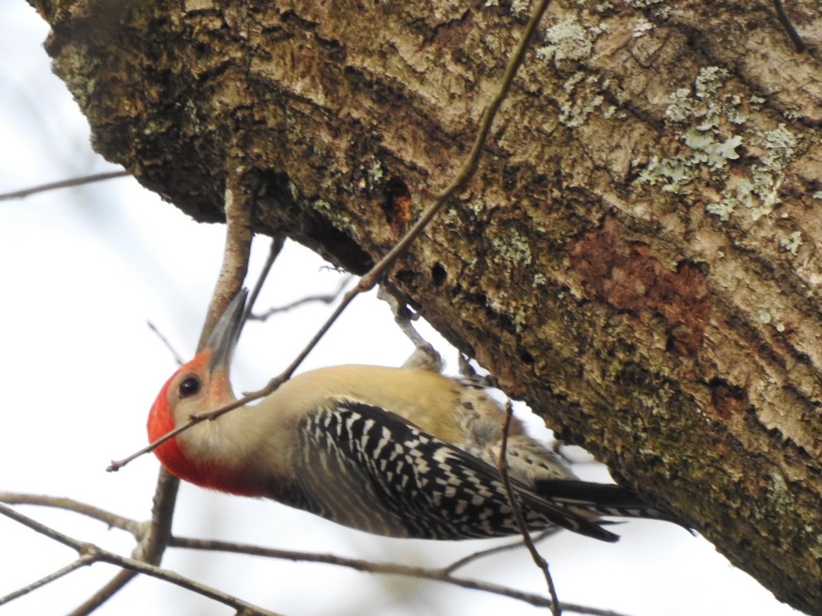 Red-bellied Woodpecker - ML544429011