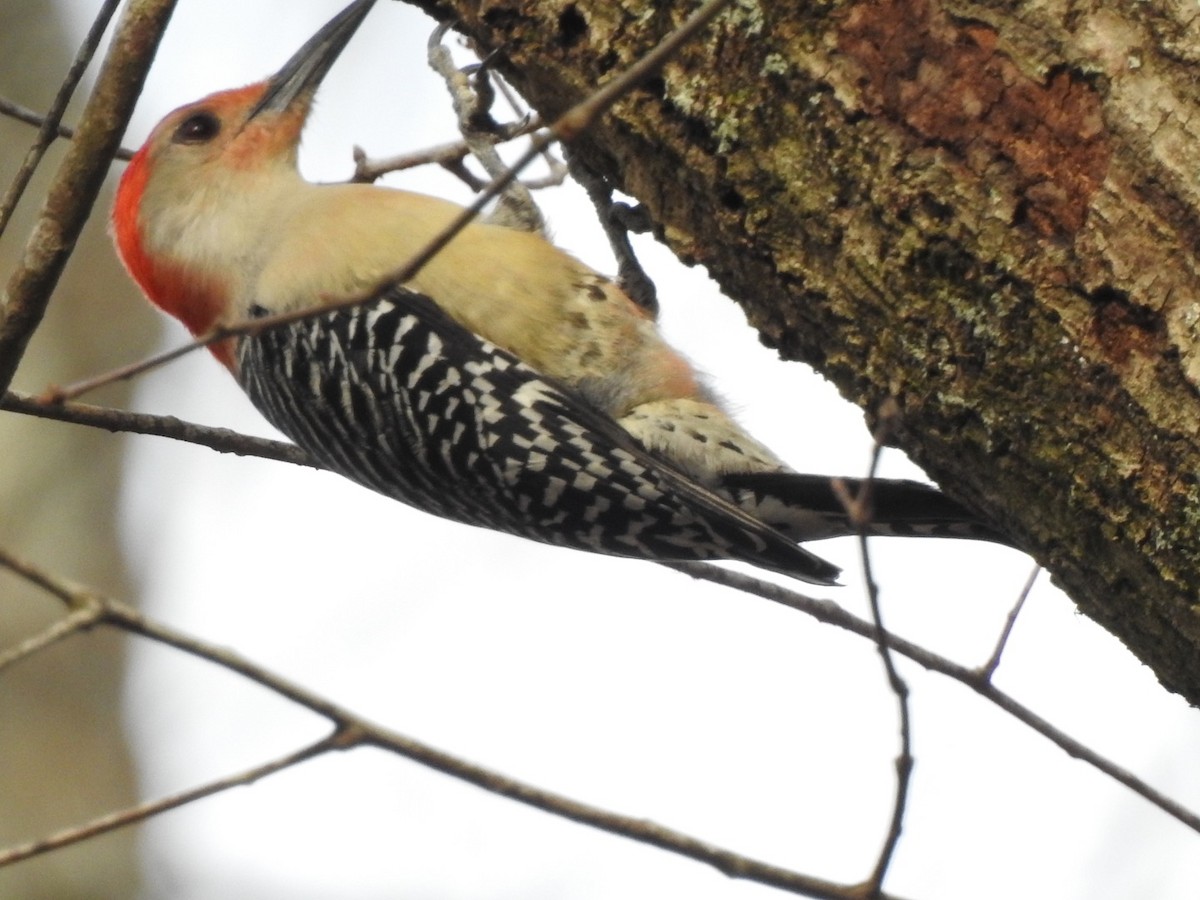 Red-bellied Woodpecker - ML544429021