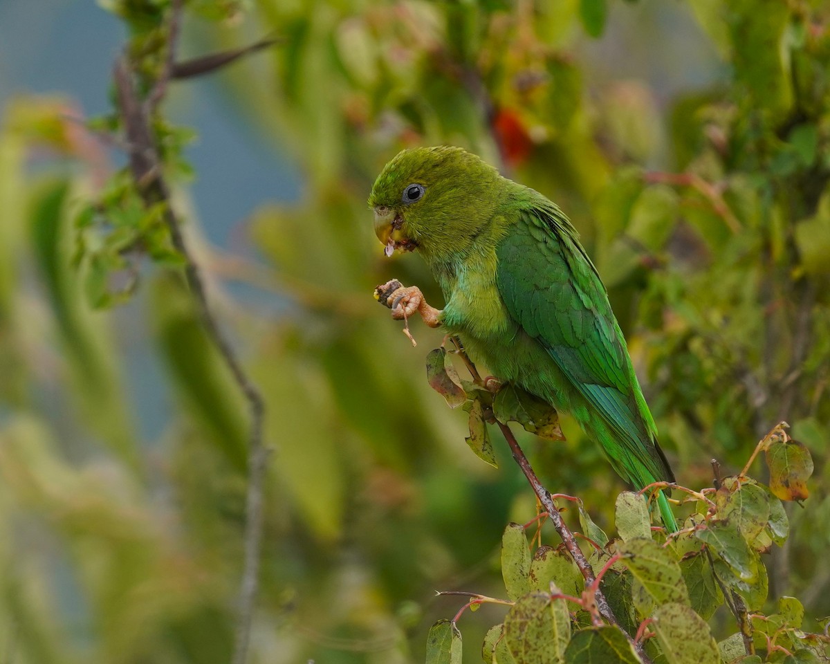 Andean Parakeet - Edgard Mora Condori