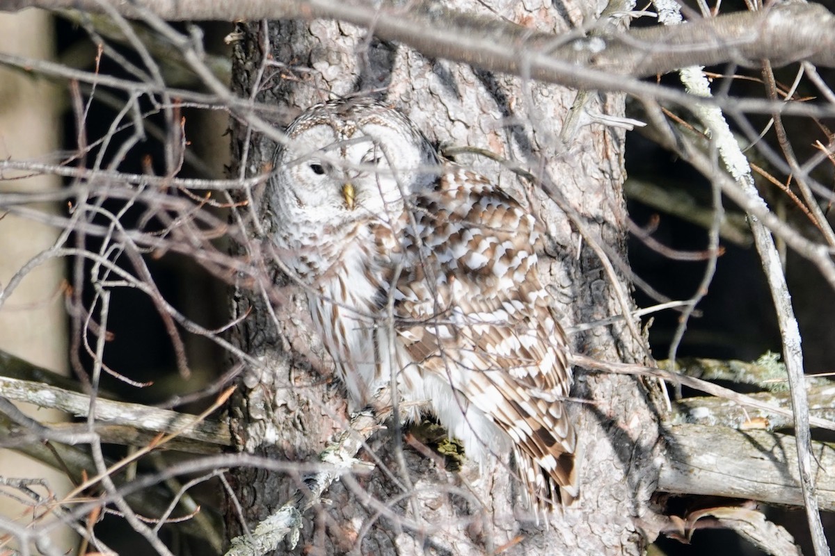 Barred Owl - ML544435241