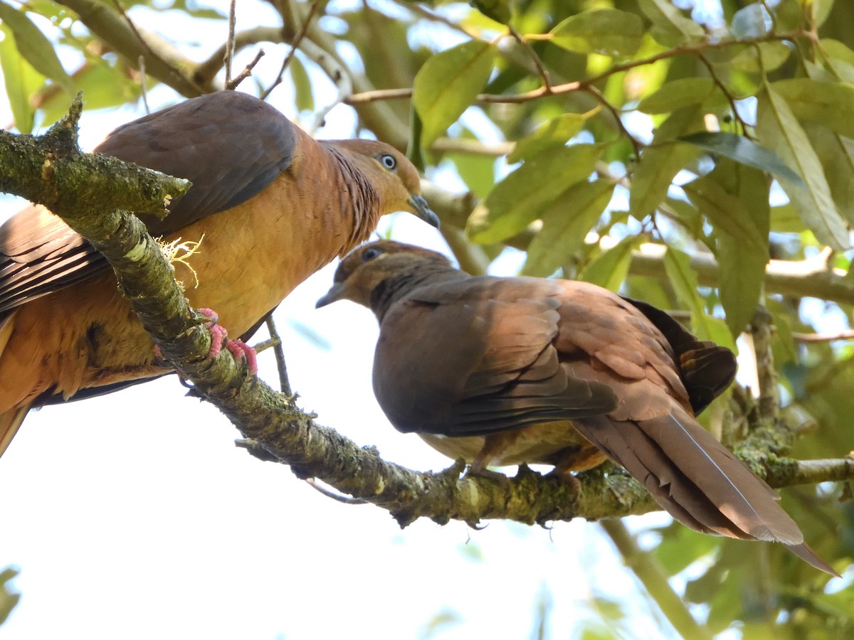 Brown Cuckoo-Dove - ML544435311