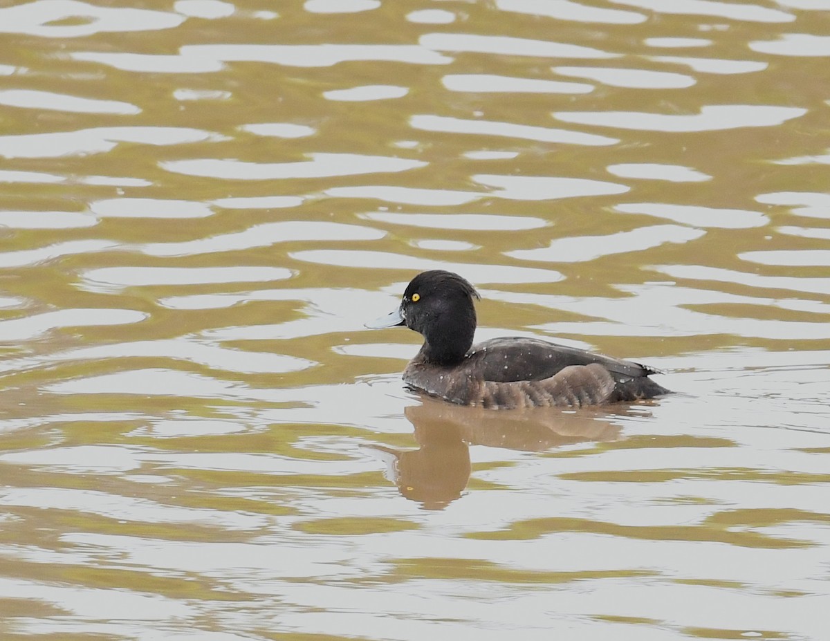 Tufted Duck - ML544436111