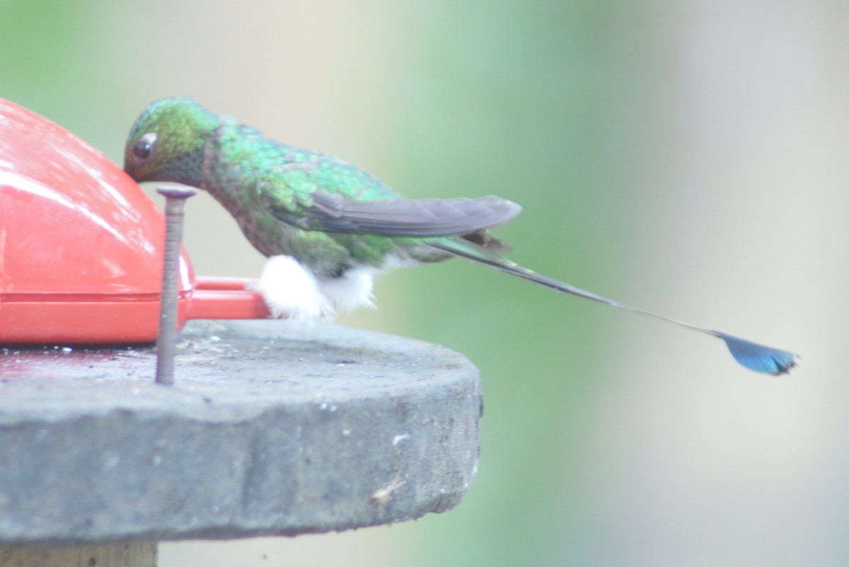 White-booted Racket-tail - ML54443641