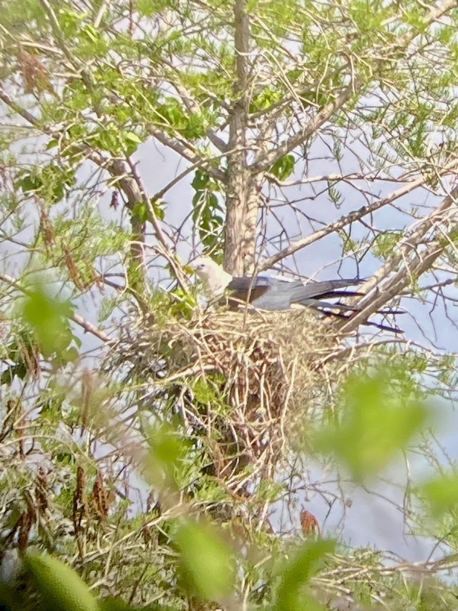 EBird Checklist 11 Mar 2023 Everglades NP Anhinga Trail 21 Species