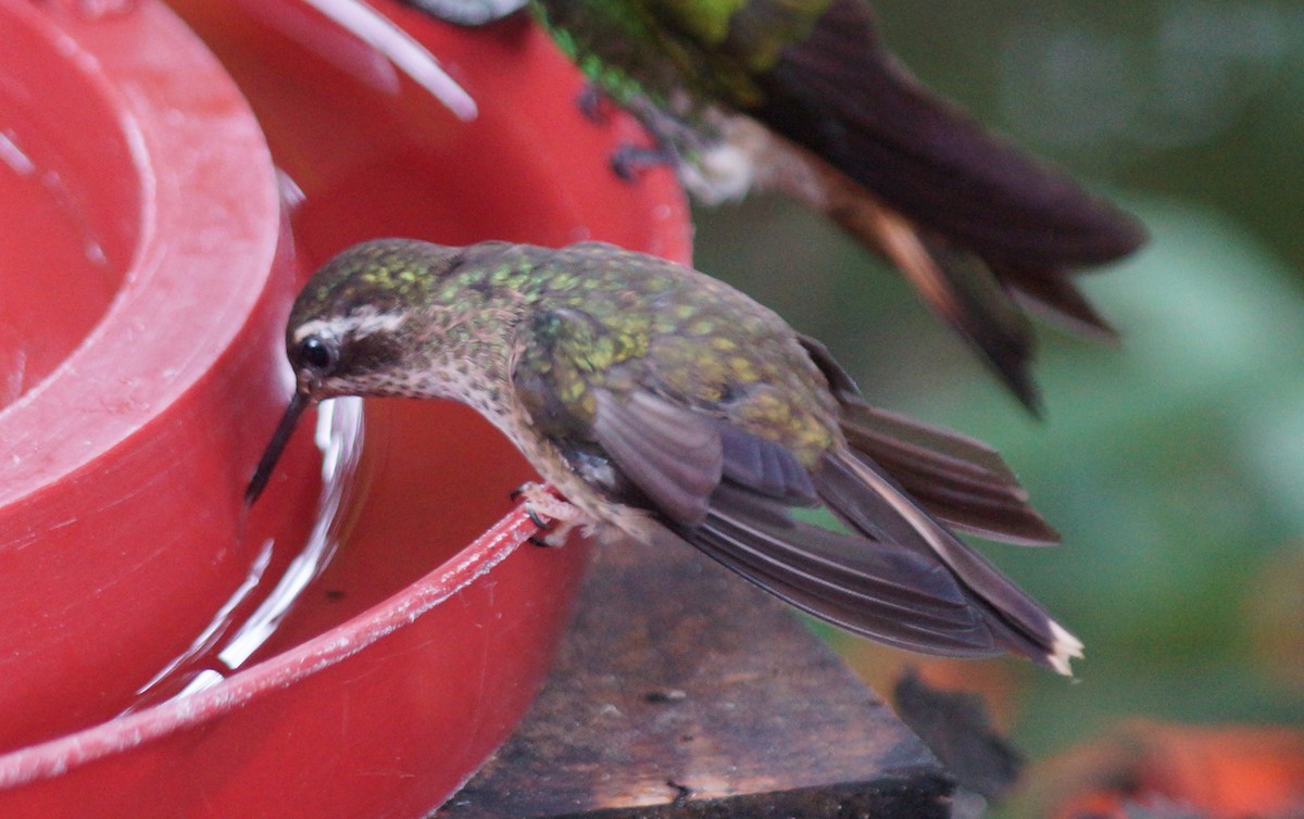 Speckled Hummingbird - ML54444351