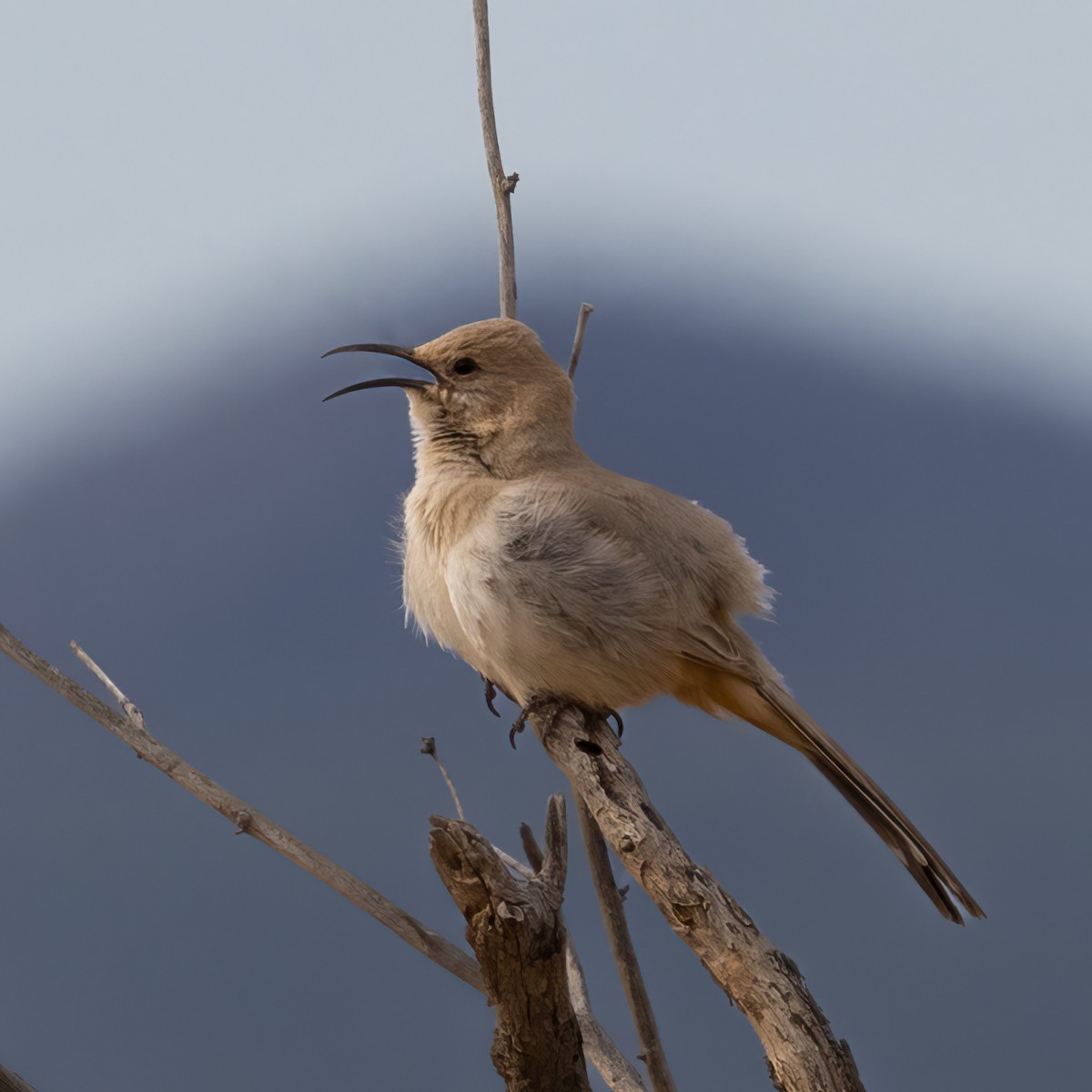 LeConte's Thrasher - Peggy Steffens