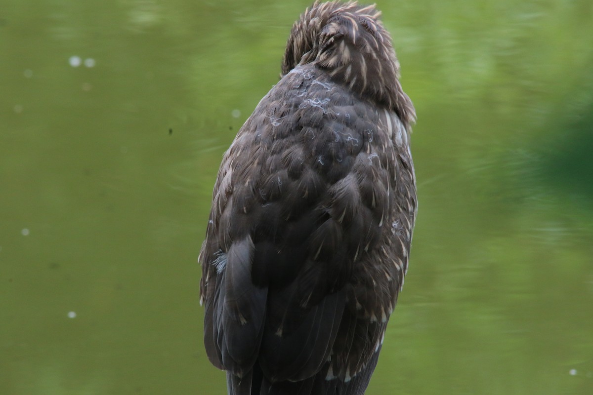 Black-crowned Night Heron - ML544446421