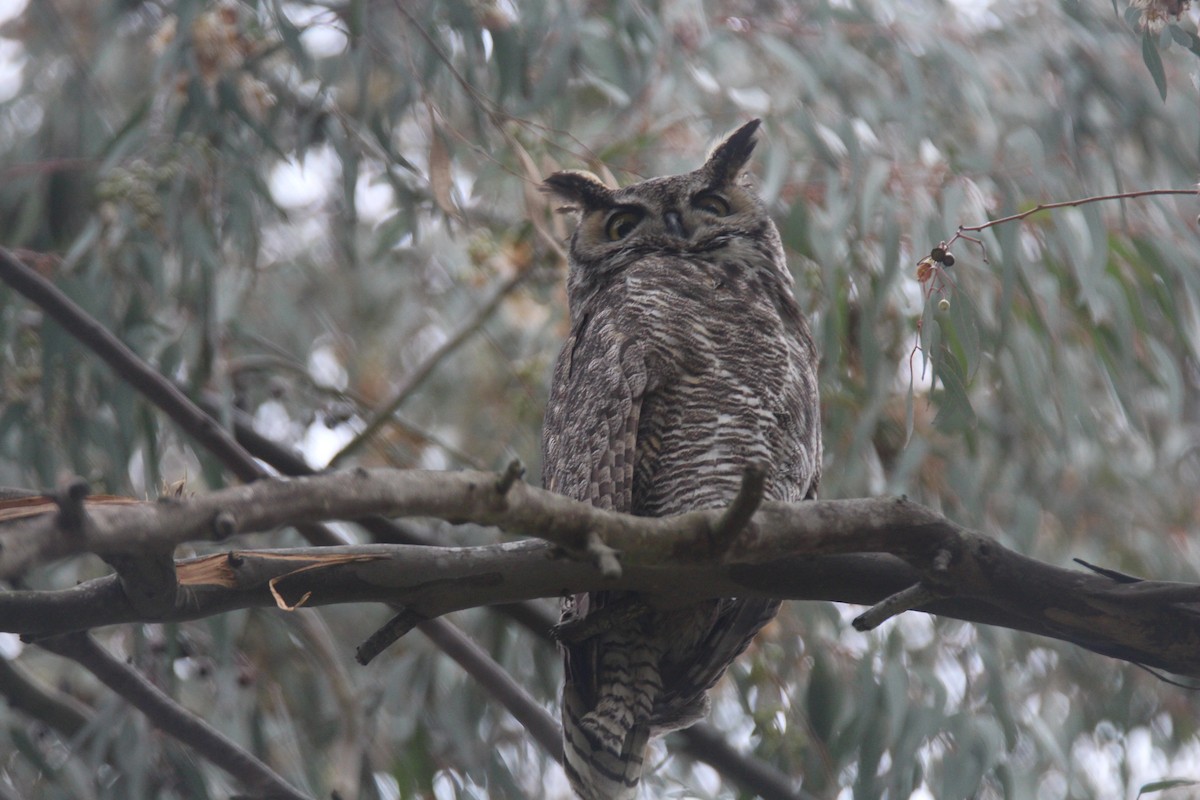 Great Horned Owl - ML544447211