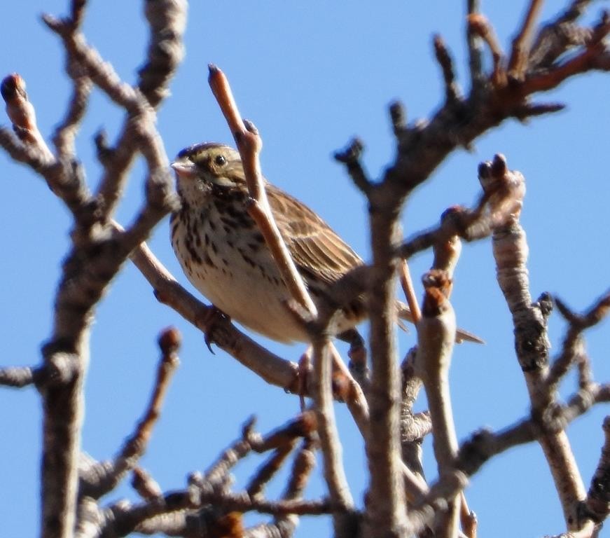 Savannah Sparrow - ML544448131