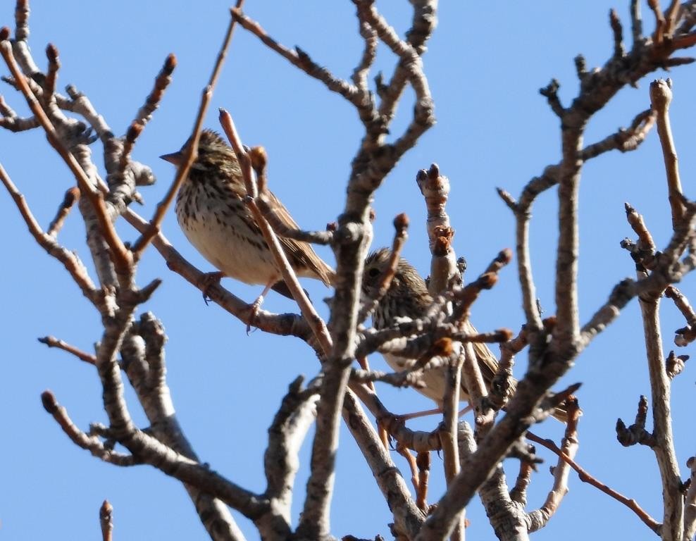 Savannah Sparrow - ML544448151