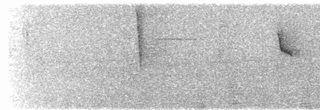  - Stripe-breasted Starthroat