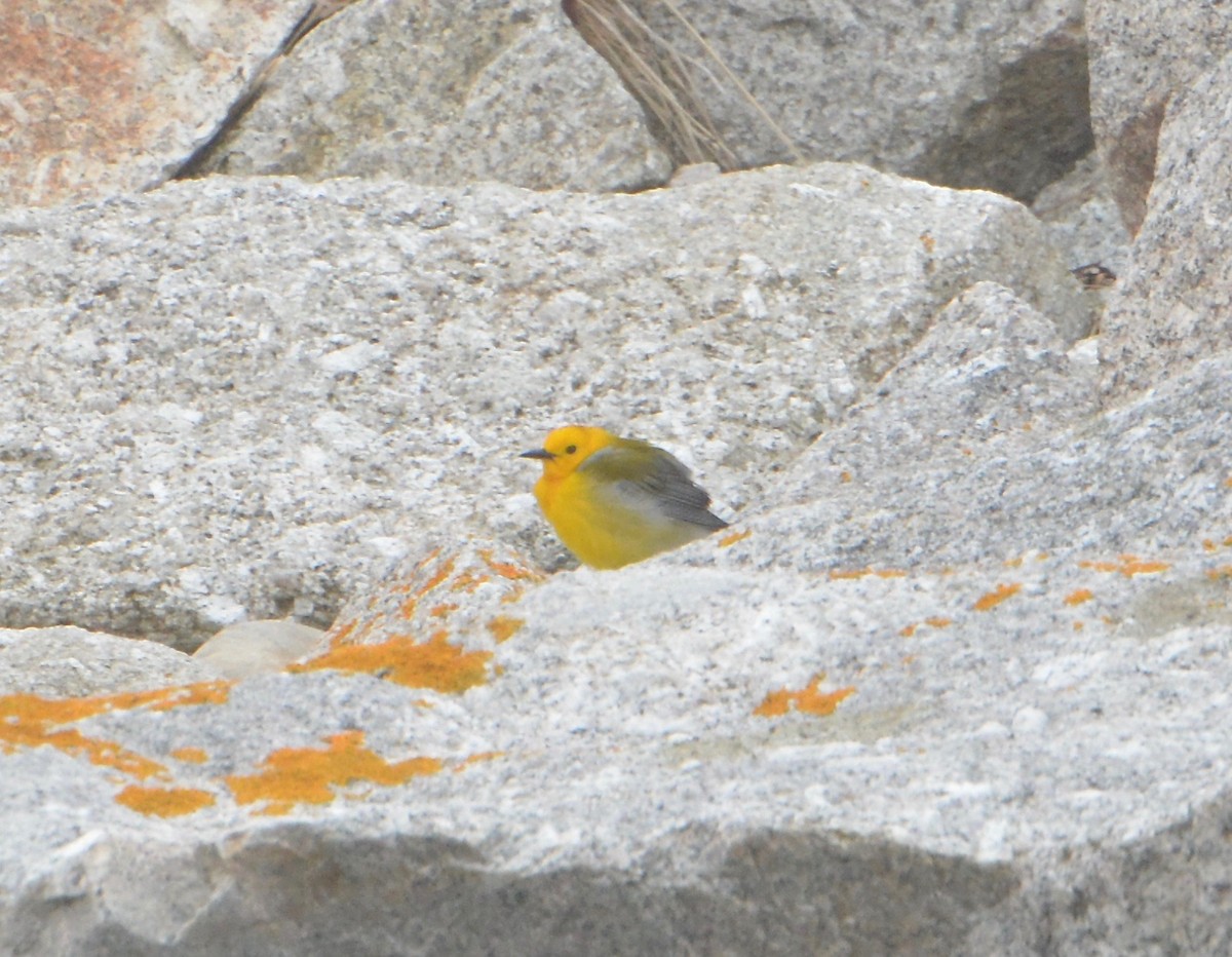 Prothonotary Warbler - ML54444911