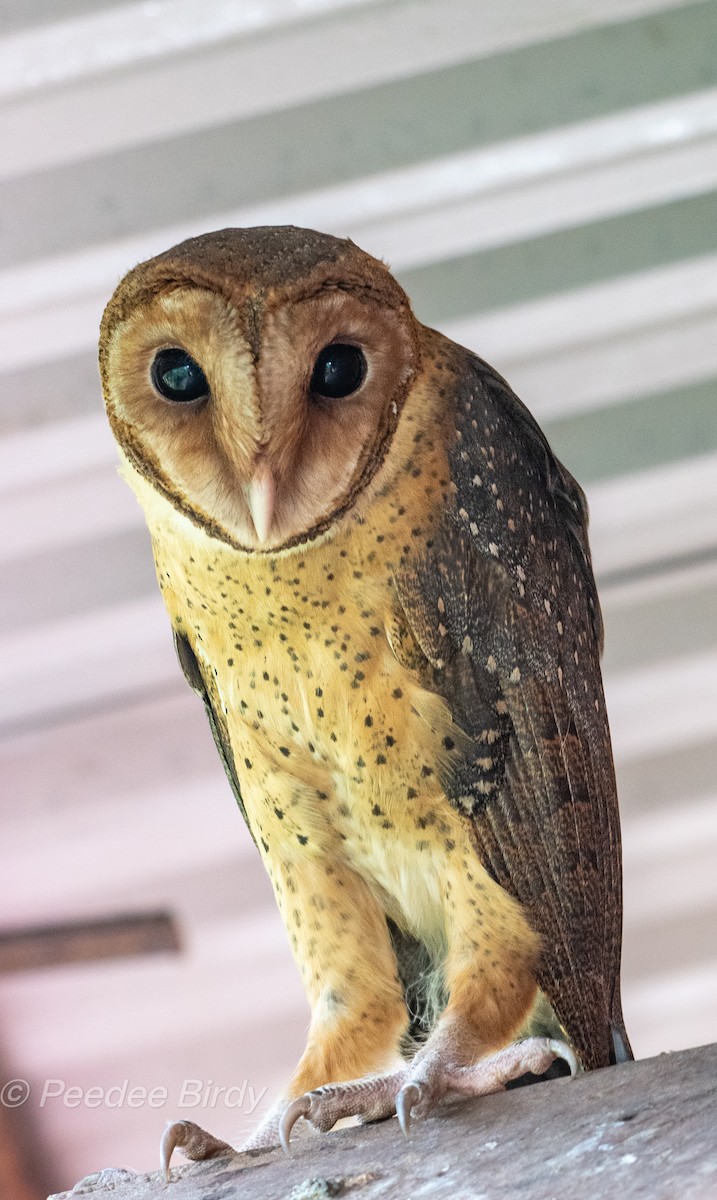 Andaman Masked-Owl - ML544453751