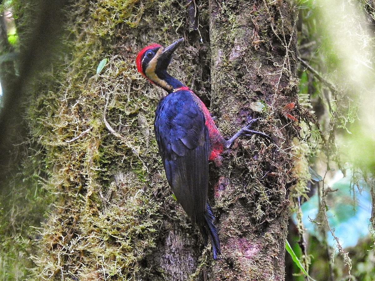 Crimson-bellied Woodpecker - Jordan Franco