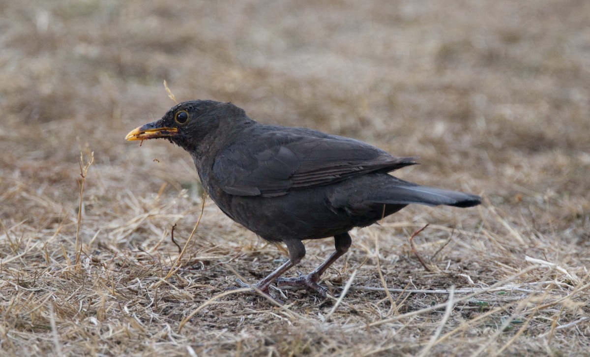 Eurasian Blackbird - ML544457761