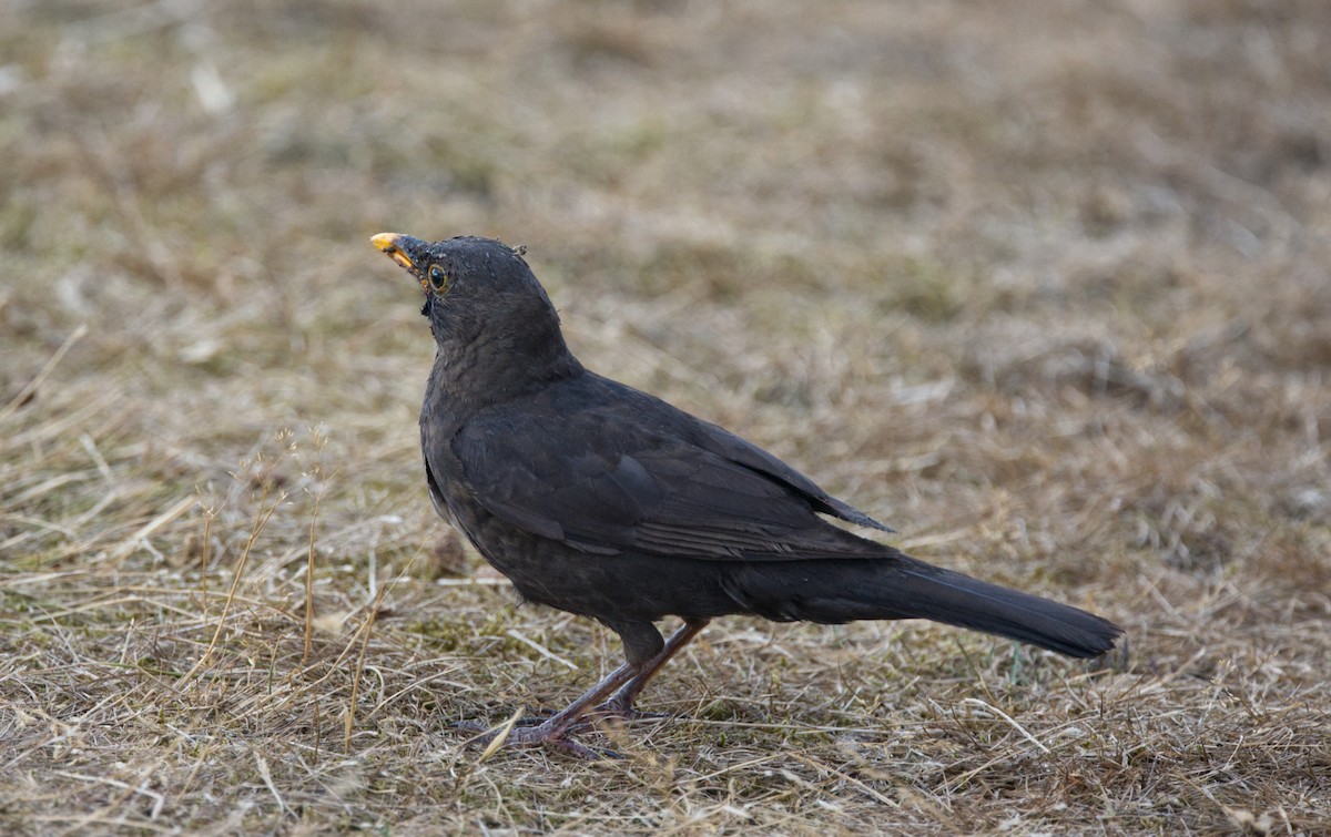 Eurasian Blackbird - ML544457861
