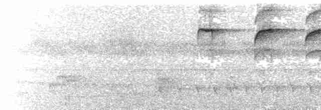  - Rusty-necked Piculet