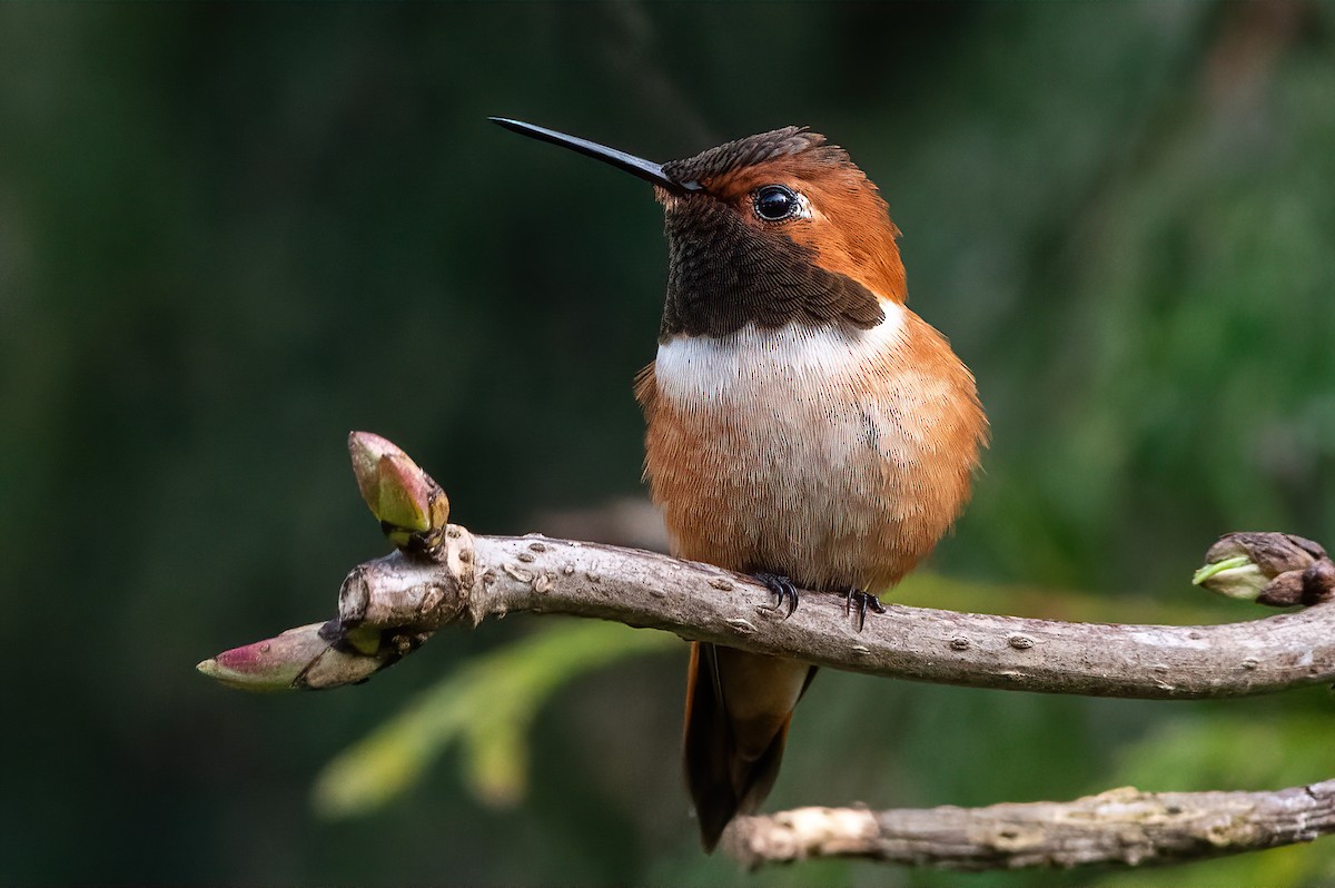 Rufous Hummingbird - ML544473681